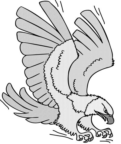 Von Falken und anderen Greifvögeln